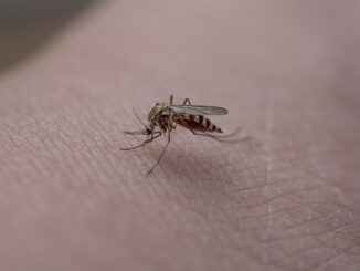 Mückenstich